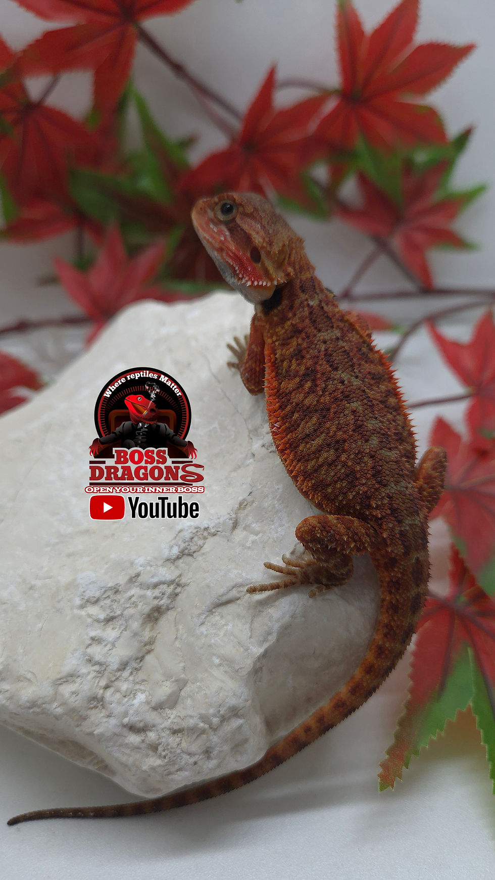 Thumbnail: Translucent Coral 66% het Hypo half red monster bloodline 