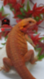 Thumbnail: Red Hypo-Trans Coral het Witblits 