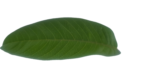 IMG-20230629-WA0085-removebg-preview (1).png