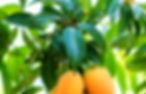 mango.jpeg