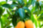mango.jpeg