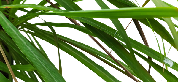 limonaria o limoncillo planta