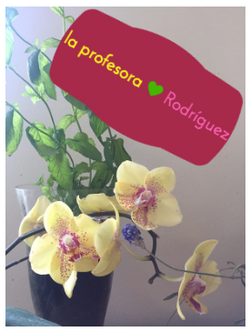 Screen Shot 2016-07-12 at 8.38.44 AM