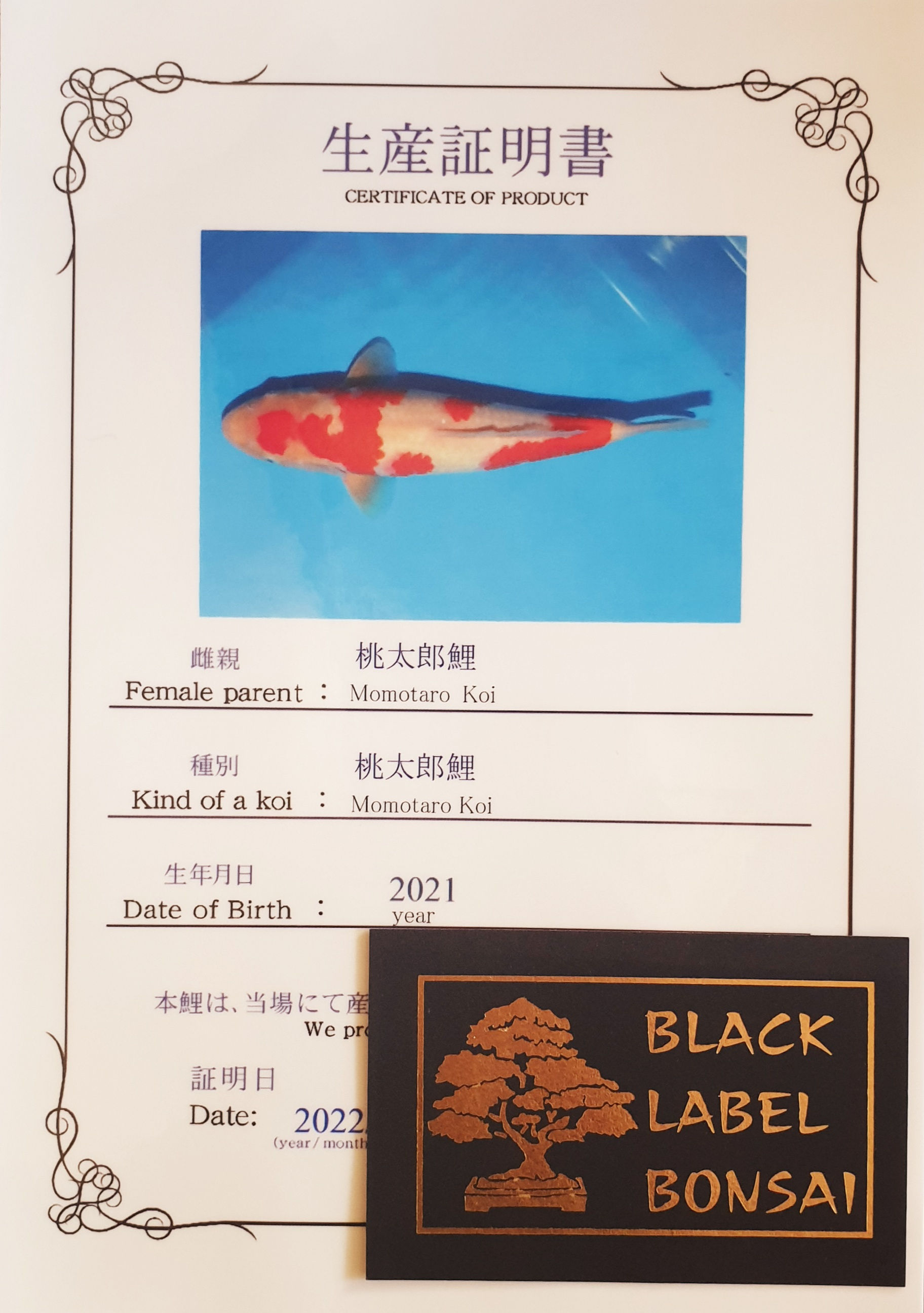 Kohaku, Tosai - Preis auf Anfrage!