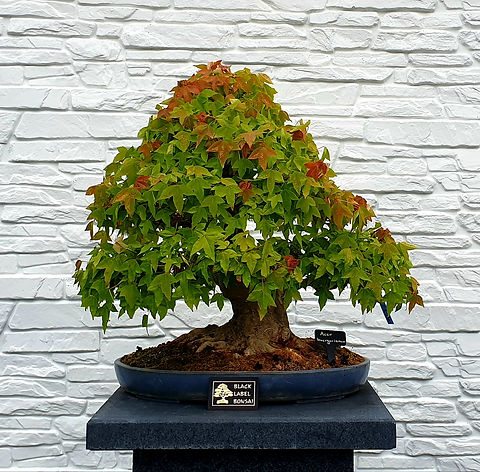 bonsai tree seedlings Bonsai Tree Bundle main image 1