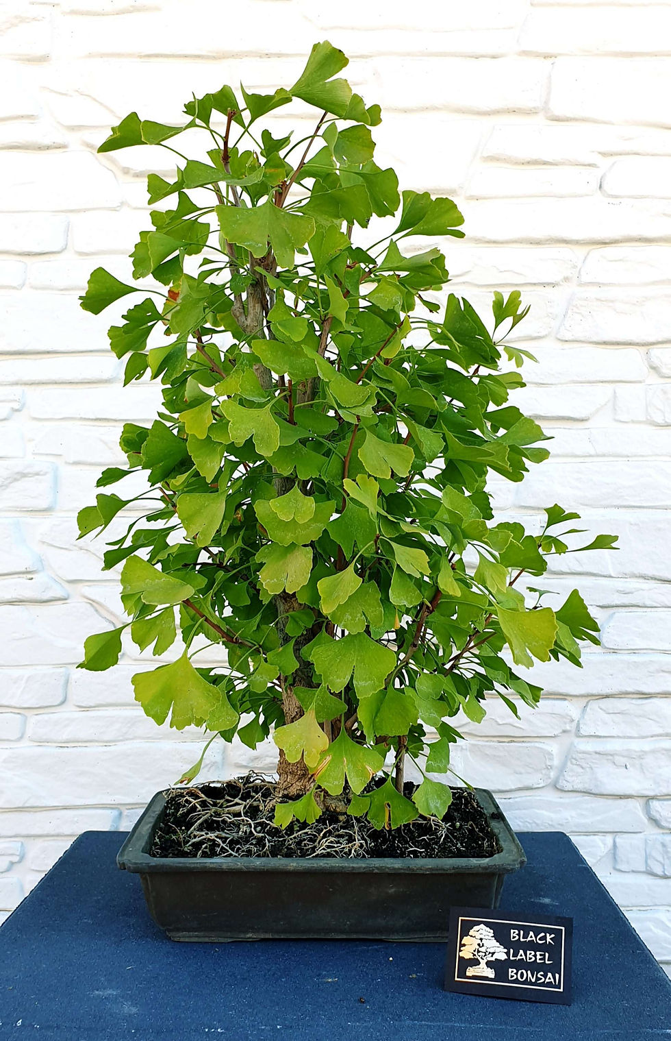 Ginkgo biloba als Bonsai mit aufrechtem Wuchs und charakteristischen, fächerförmigen, grünen Blättern. Sommerbild.