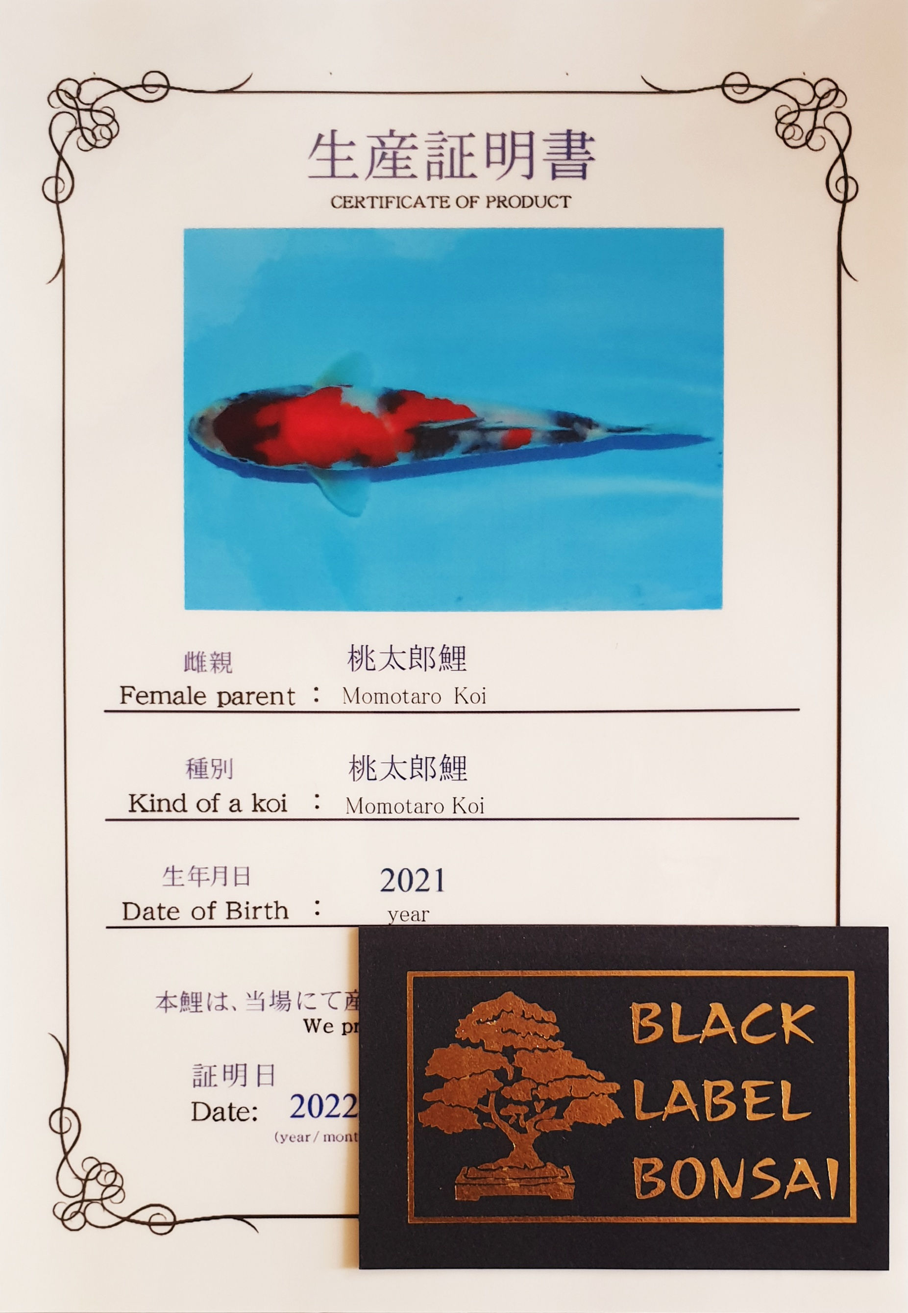 Showa, Tosai - Preis auf Anfrage!