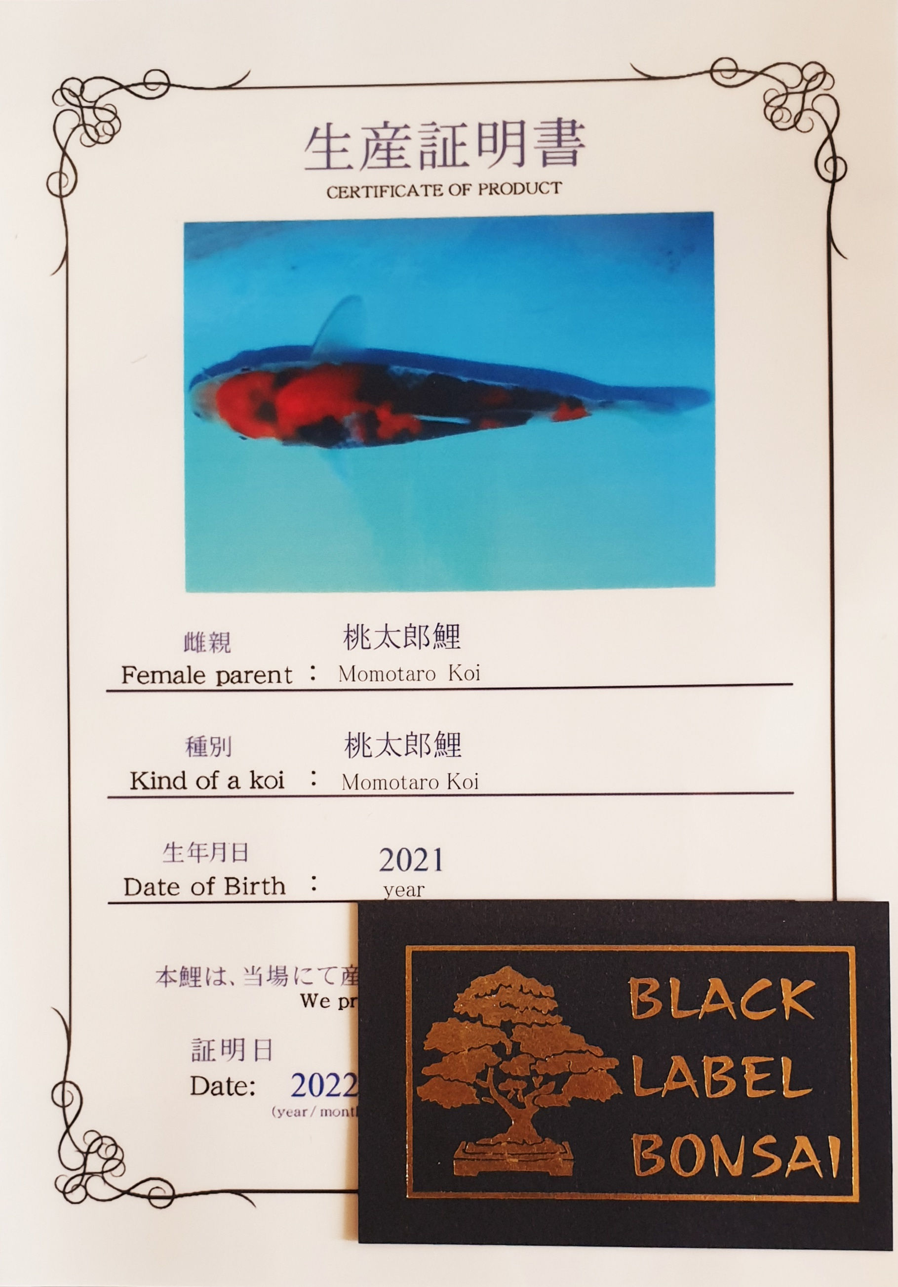 Showa, Tosai - Preis auf Anfrage!