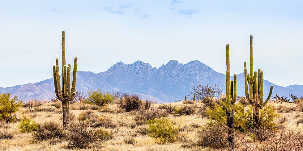Desert landscape in Phoenix, Arizona with tall saguaro cacti and mountain backdrop under clear sky