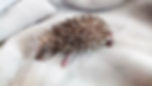 image1.jpeg