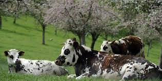Normandy Cows