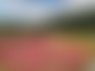 ケイトウの花畑