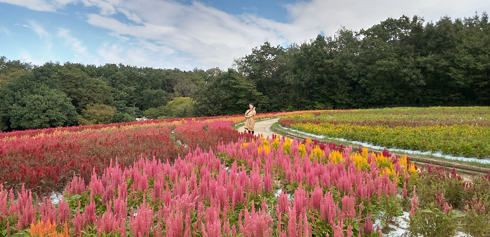 森林公園のケイトウ畑