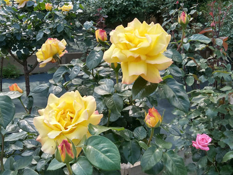 薔薇の園