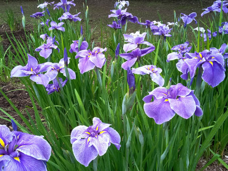 「花菖蒲まつり」やってます!