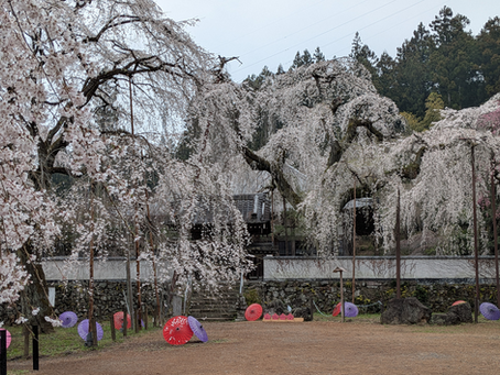 花の札所めぐり‐午(うま)年総開帳の年