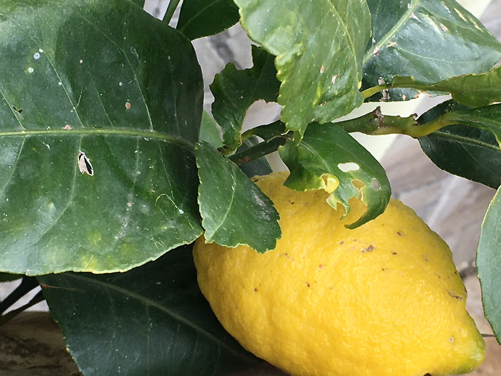 Küçük resim: Limon ağacı