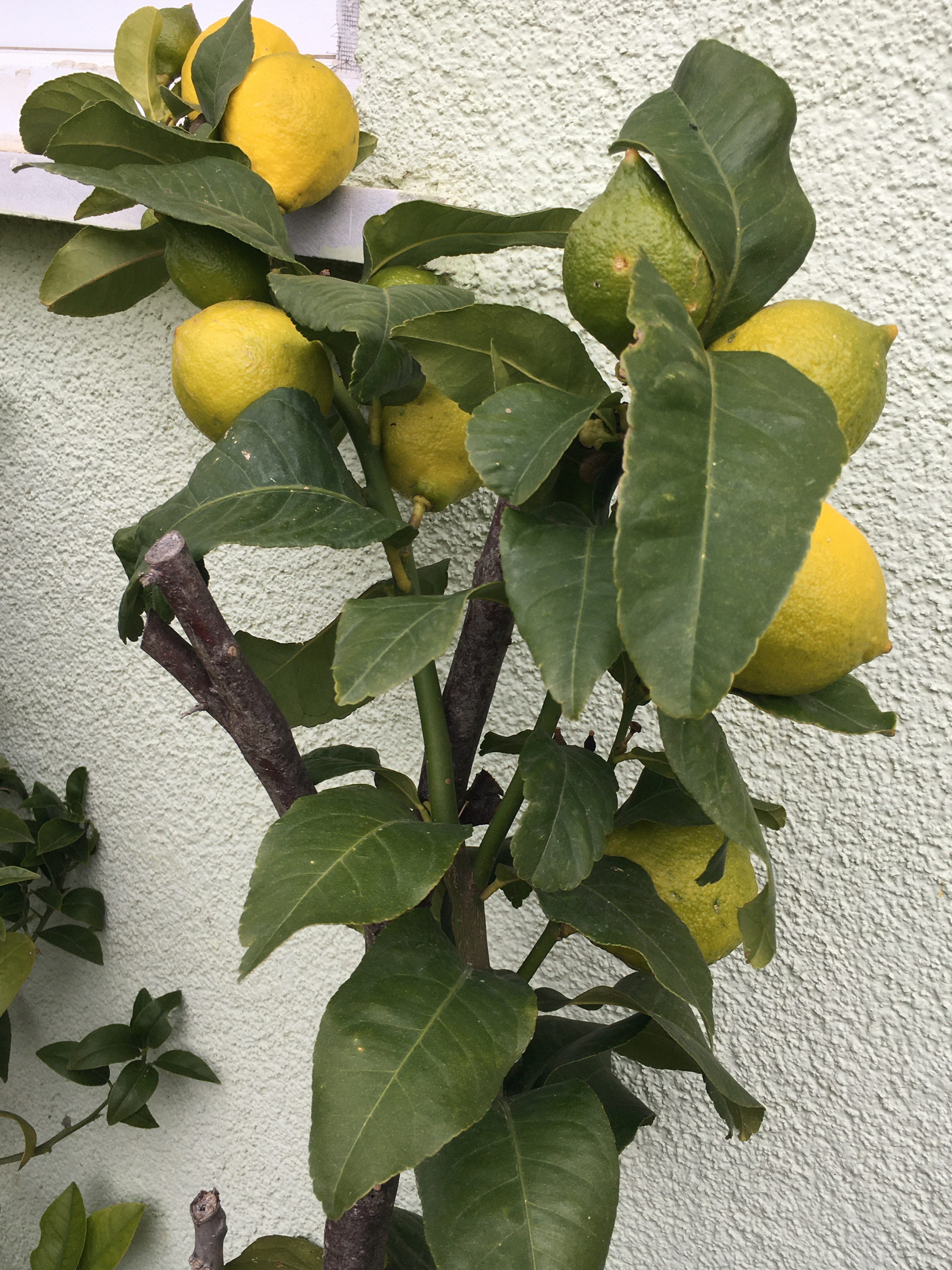 Limon ağacı