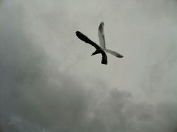 Double Winged Bird