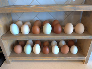 fertilized eggs southern utah hatchery.jpg