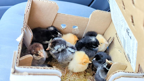 pre bought chicks_edited.jpg