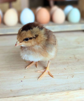 Speckled Sussex Southern Utah Hatchery sage mountain hatchery Chick.jpg