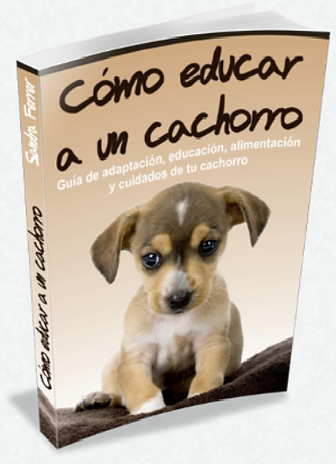 cachorro