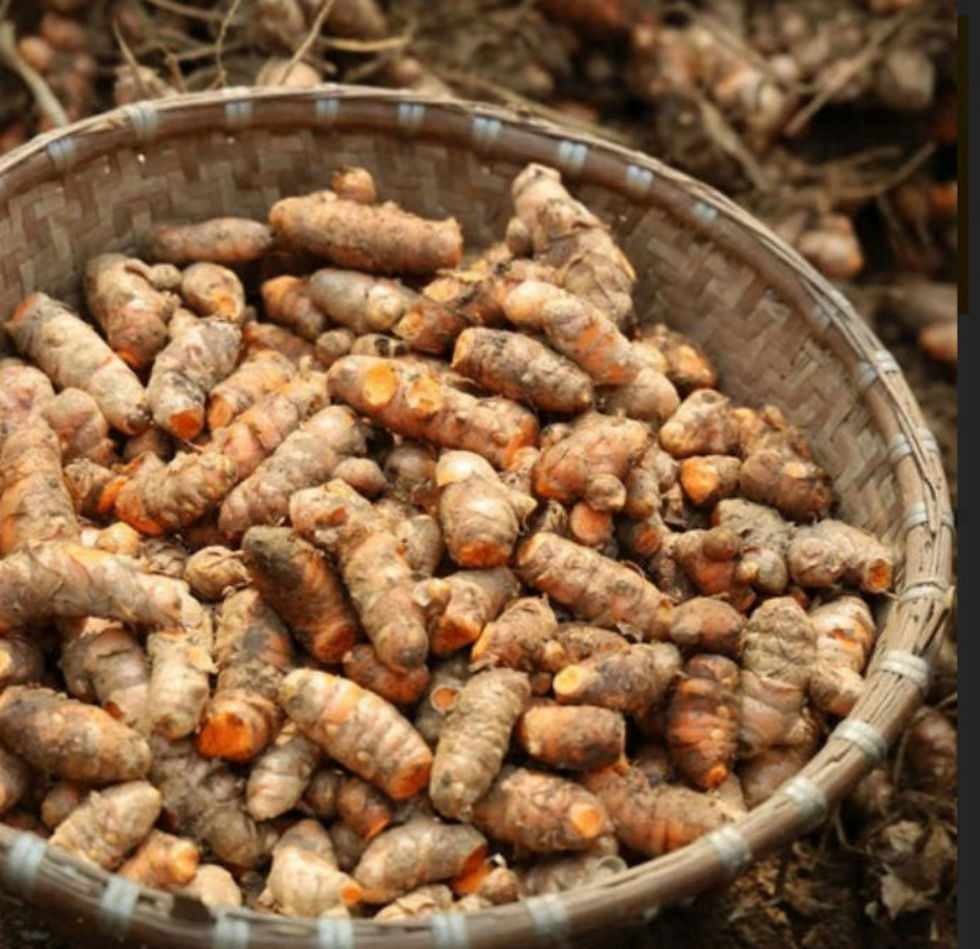 Thumbnail: Zizira 9% Curcumin Lakadong Turmeric Powder (500 gms)
