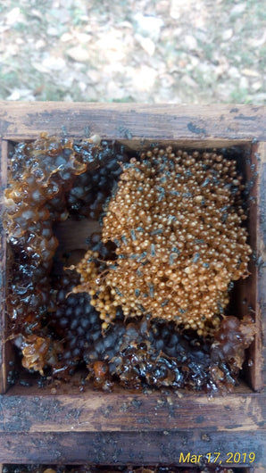 Thumbnail: Law India Raw And Unprocessed Stingless Honey (Small Bea Honey) - 200 gms