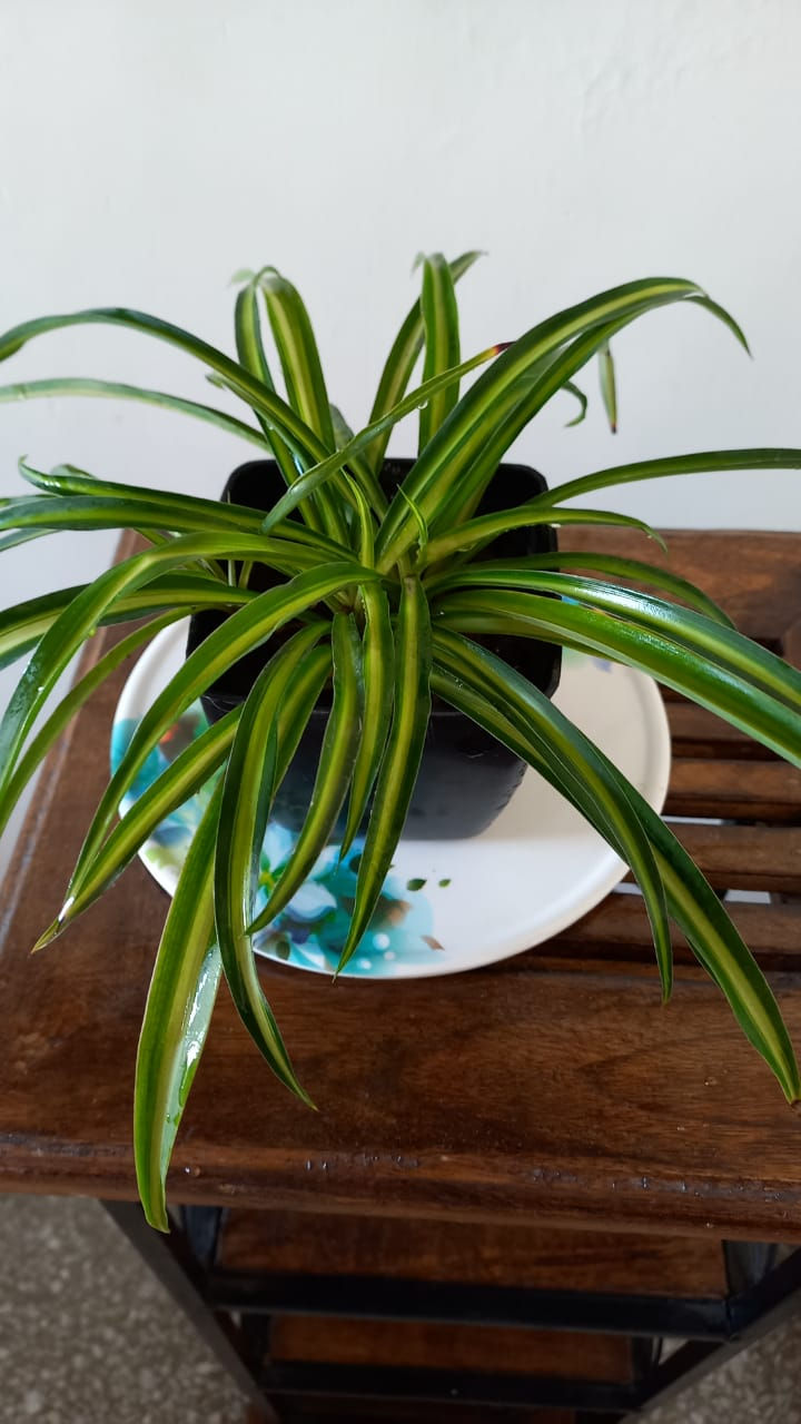 Blossom Nursery - Green Edges Spider Plant
In Fiber Pot