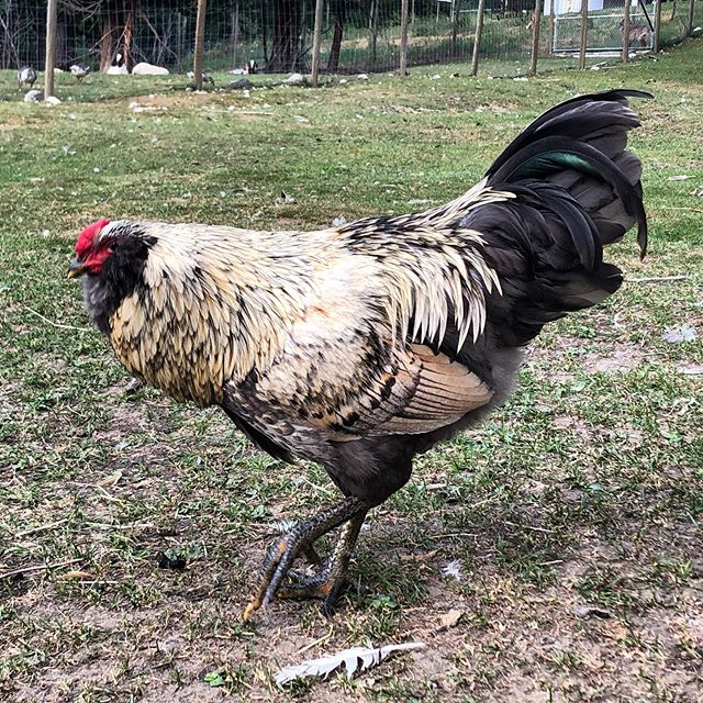 Caspian, a white and black rooster, at the Piece Of Heaven Project sanctuary