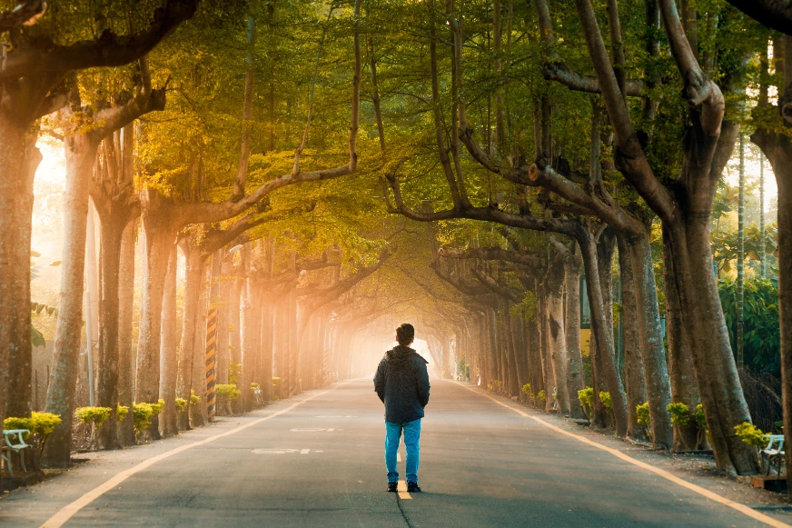 潮州綠色隧道景觀照