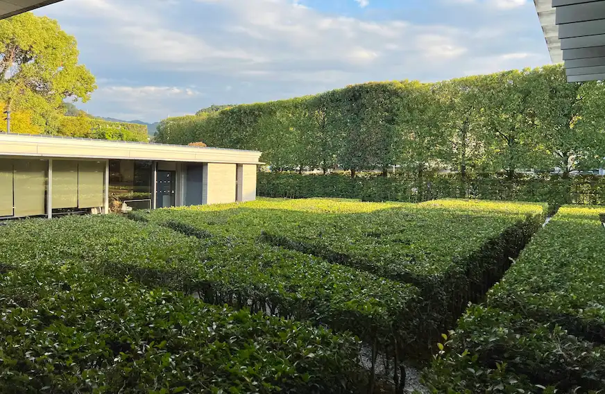 宇治抹茶茶園景觀照