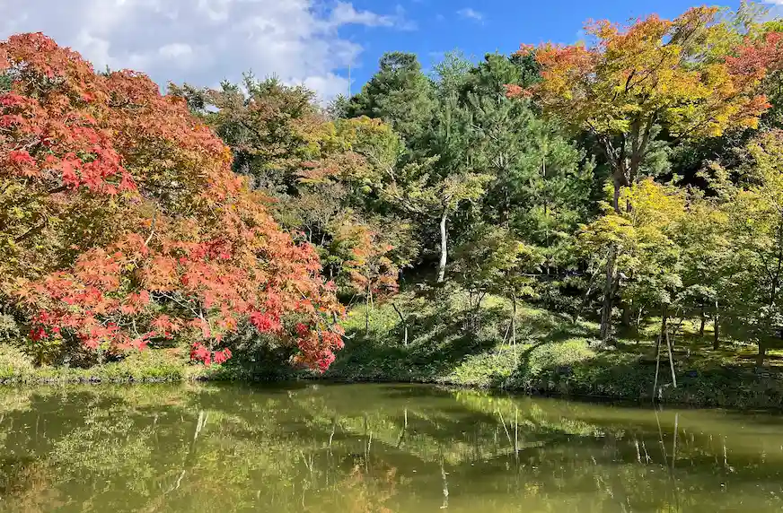 京都紅葉的風景照