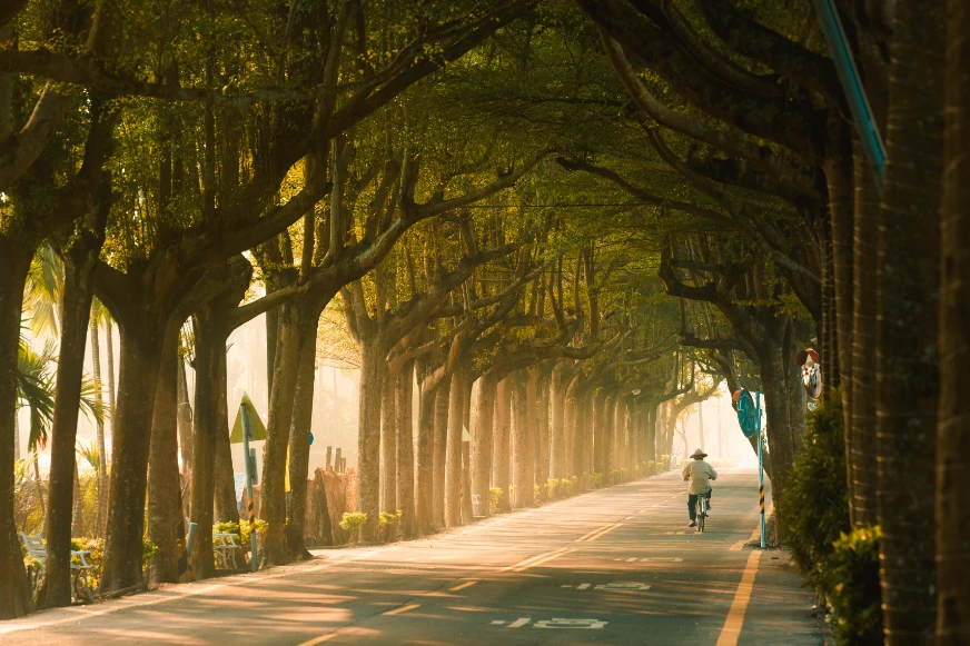 潮州綠色隧道景觀照