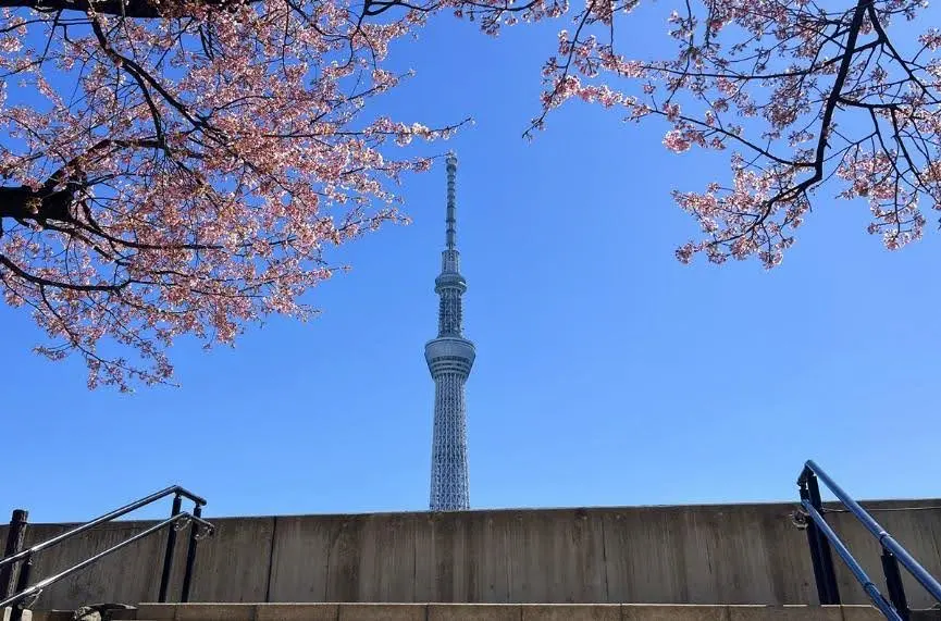隅田川公園的櫻花與東京鐵塔