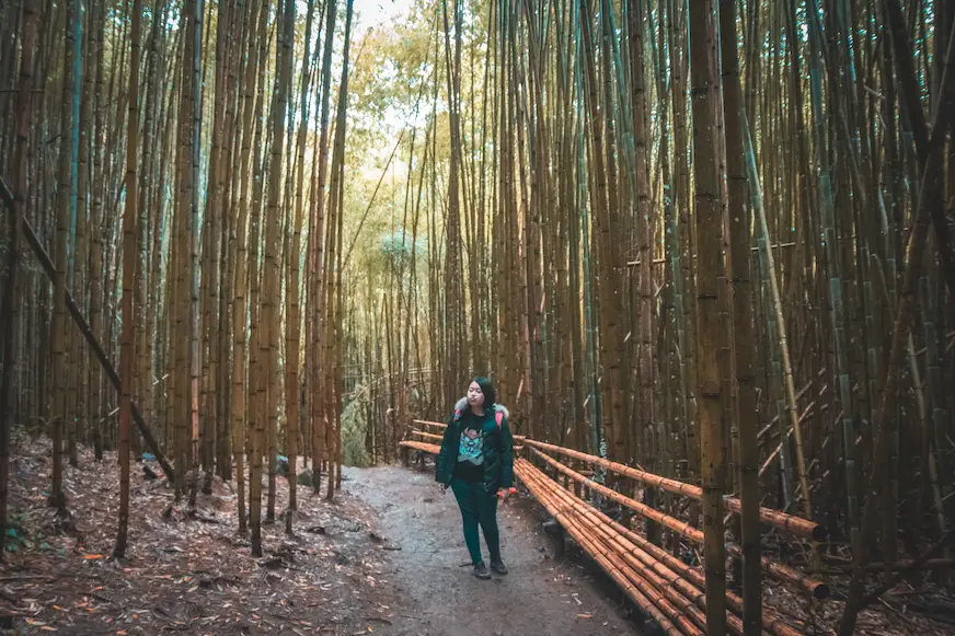 桂竹林道景觀照