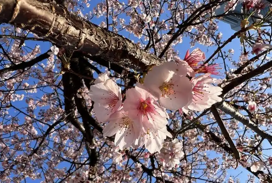 樹上綻放的櫻花