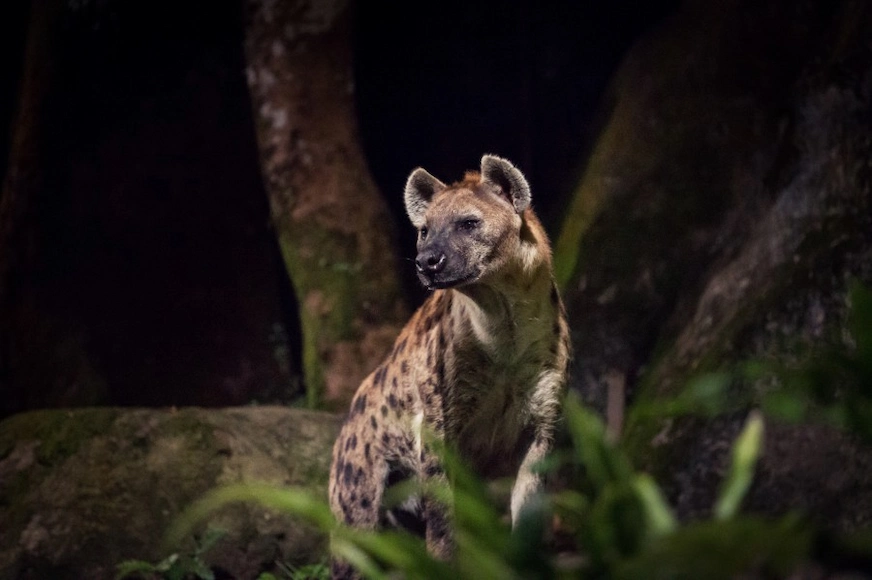 新加坡夜間野生動物園景觀照