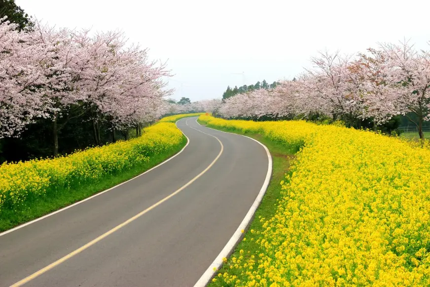 濟州島自由行季節限定賞櫻及油菜花景觀照