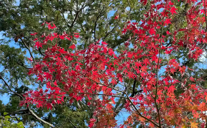 京都紅葉的風景照