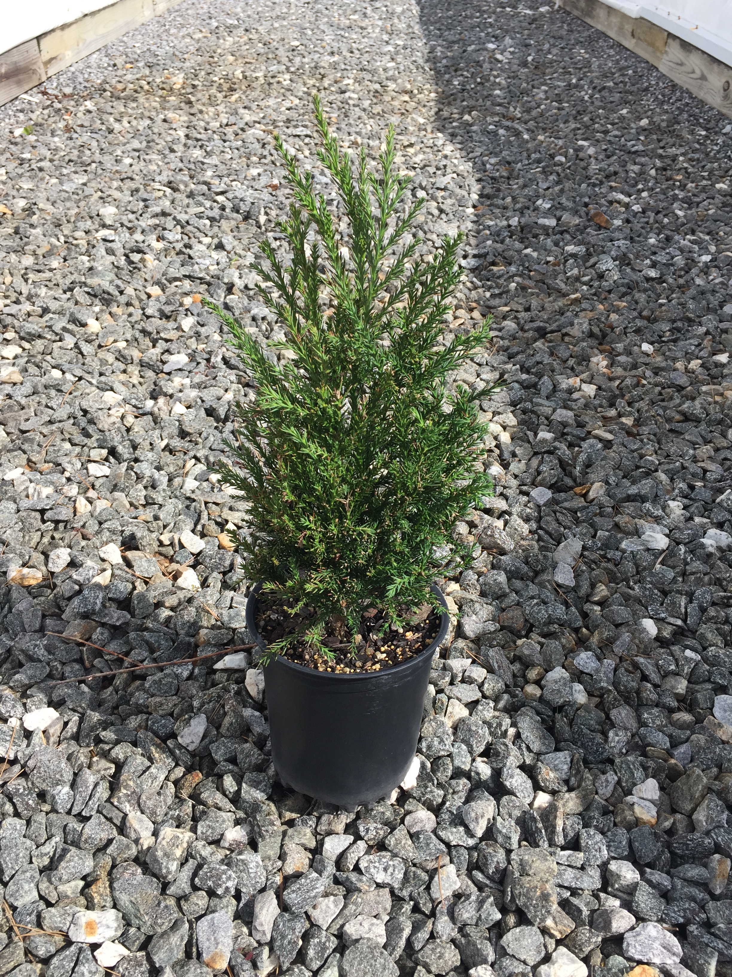 Cryptomeria 'Radicans'