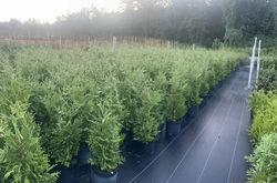 Thuja 'Green Giant' 3g