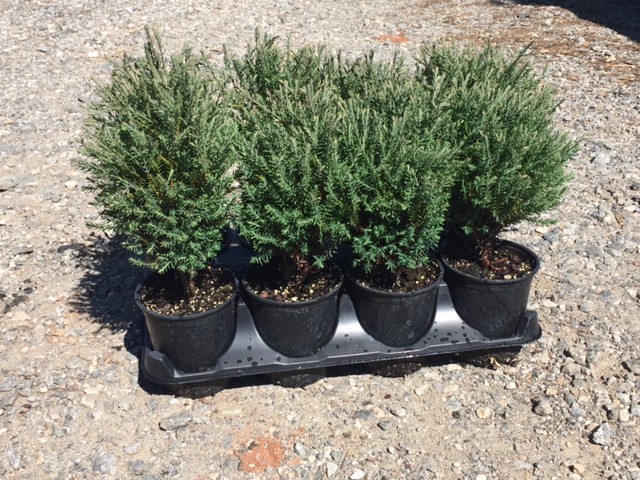 Chamaecyparis pisifera 'Summer Haze'