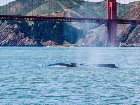 The Marine Mammal Center - Stewardship Saturday