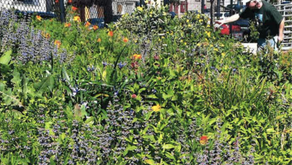 Volunteer | Upper Noe Recreational Center