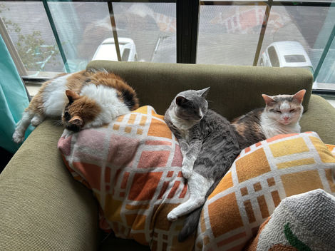three cats sitting on a couch together. Two are calico, one is grey and white.  One is looking at the camera while the other two are sleeping.
