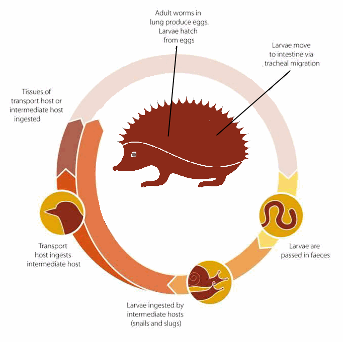 Lungworms