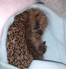 Collapsed hog