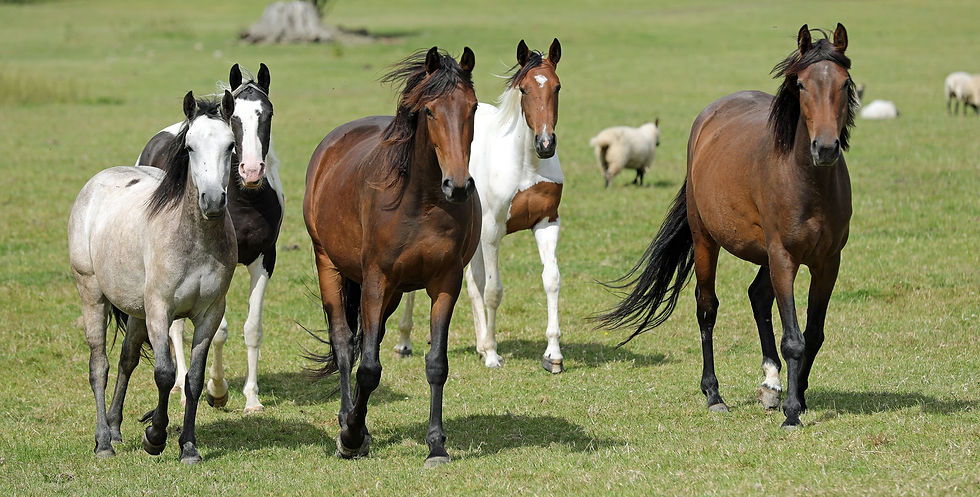 Yonugsters July 2024.jpg